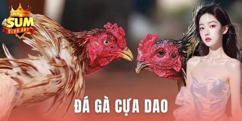 Đá Gà Cựa Dao